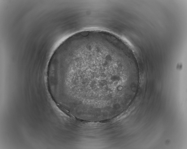 X0000096171279200802011310