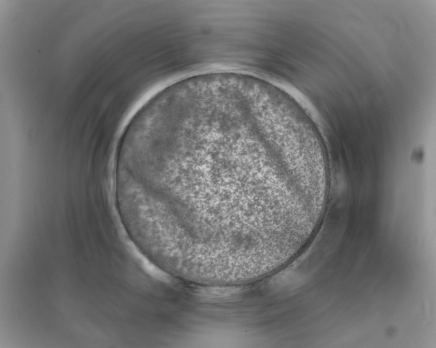 X0000096171294200802011310