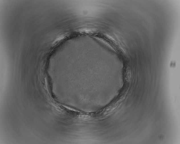 X0000096171297200802011309