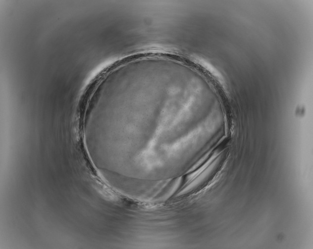 X0000096171310200802011309