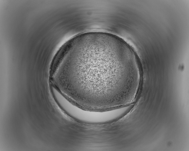 X0000096171333200802011309