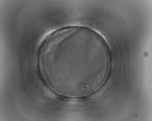 X0000096171359200802011309