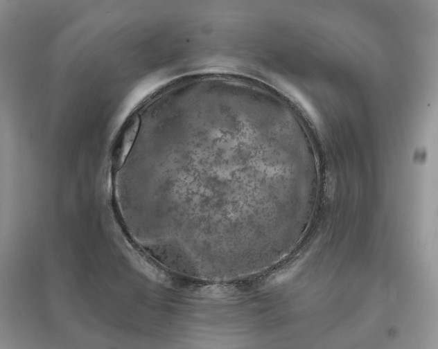 X0000096171368200802011309