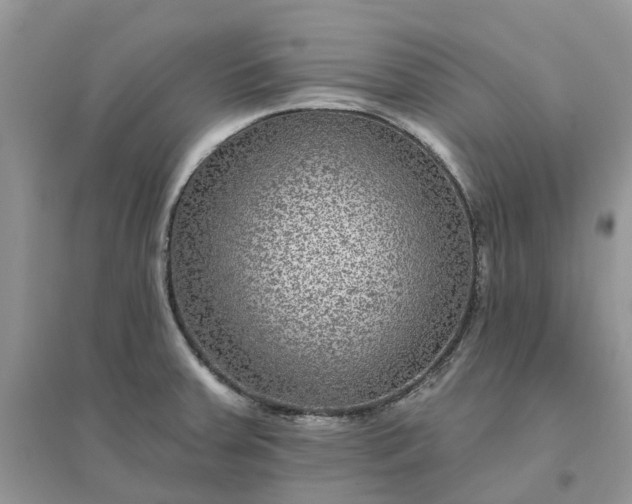 X0000096171379200802011308