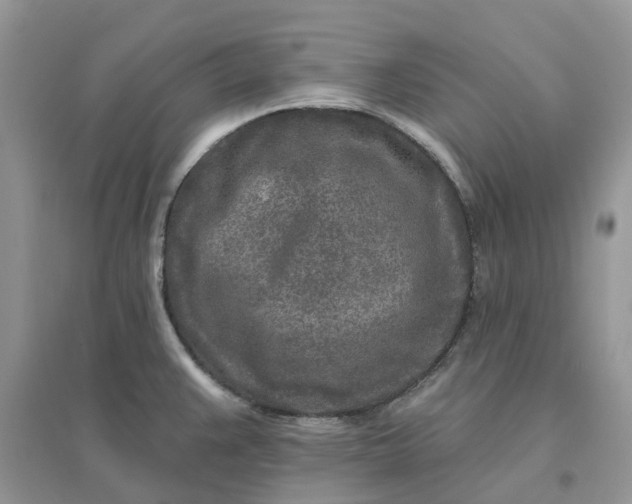 X0000096171383200802011308