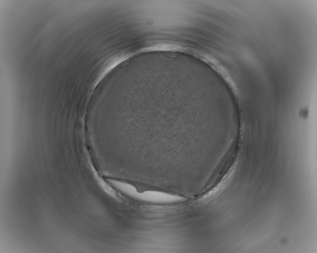 X0000096171425200802011308