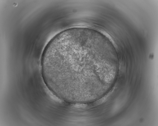 X0000096171466200802011307