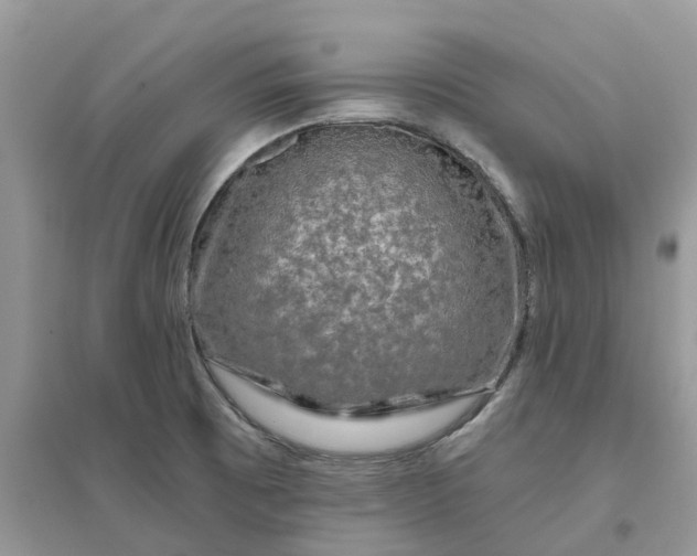 X0000096171473200802011307