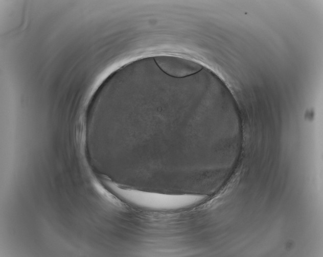 X0000096171515200802011307