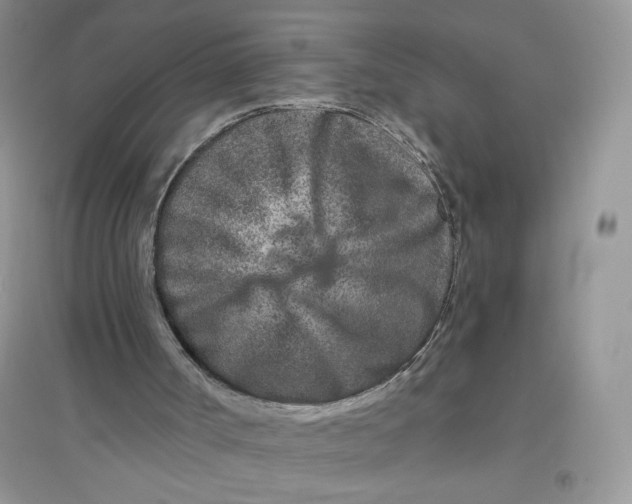 X0000096170002200802081421