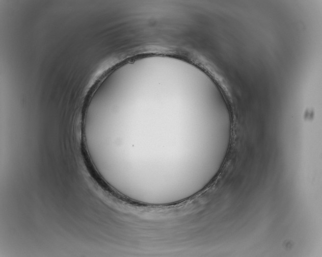 X0000096170011200802081421