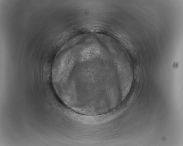 X0000096170030200802081421