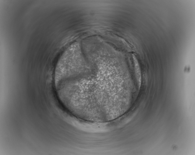 X0000096170032200802081421