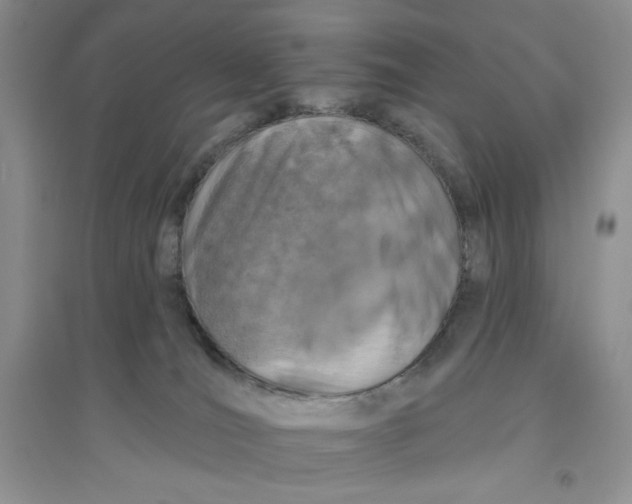 X0000096170036200802081421