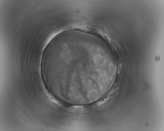 X0000096170052200802081420