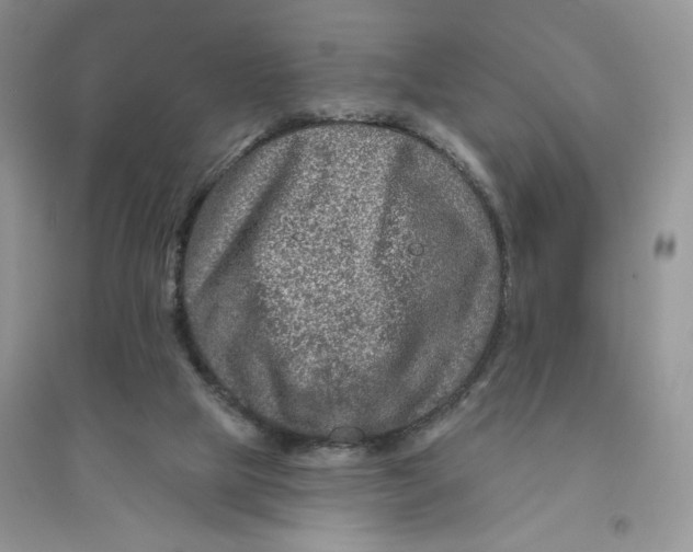 X0000096170065200802081420