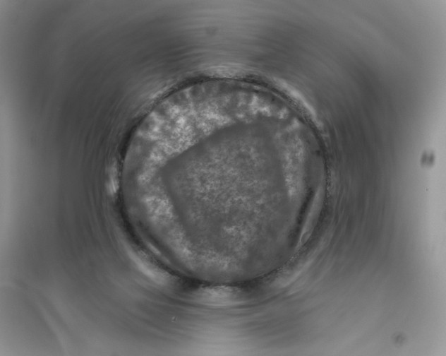 X0000096170069200802081420