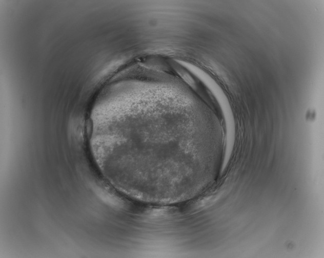 X0000096170072200802081420