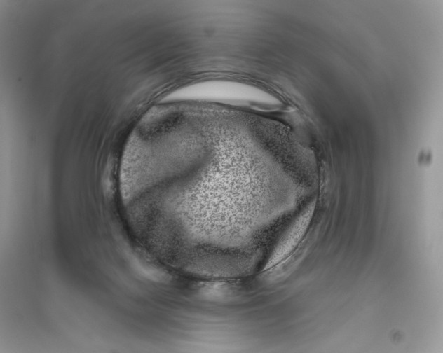 X0000096170074200802081420