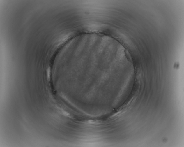 X0000096170076200802081421