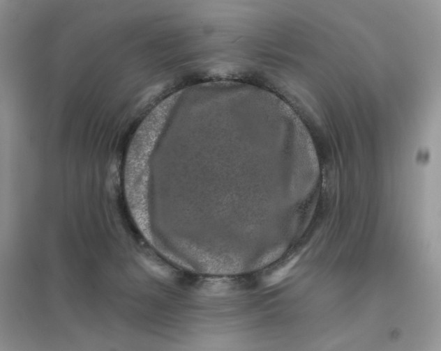 X0000096170127200802081420