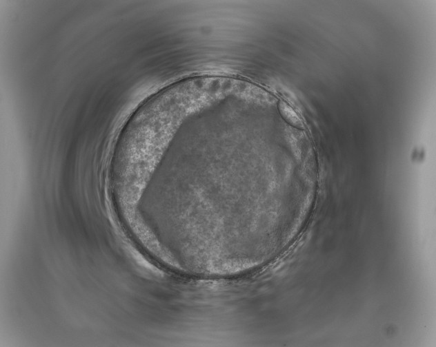 X0000096170145200802081419