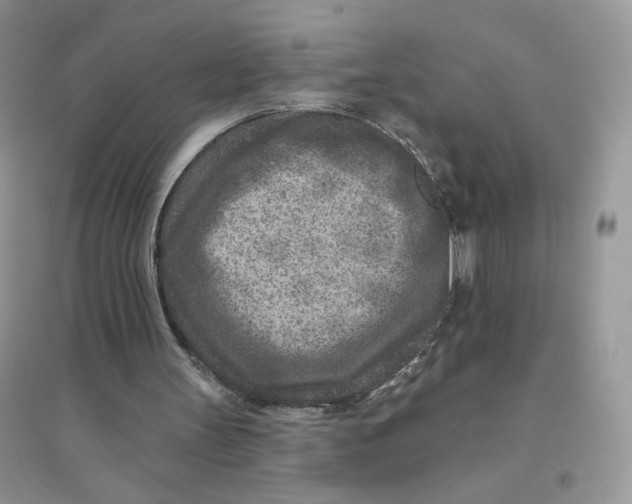 X0000096170147200802081419