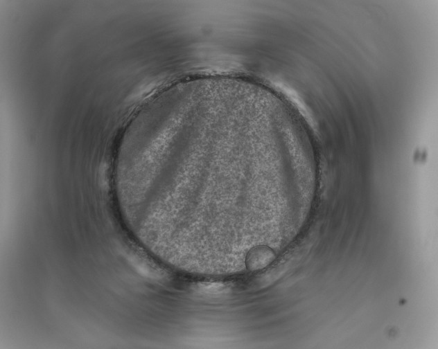 X0000096170161200802081419