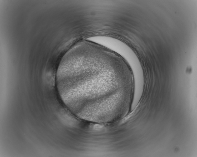 X0000096170180200802081419