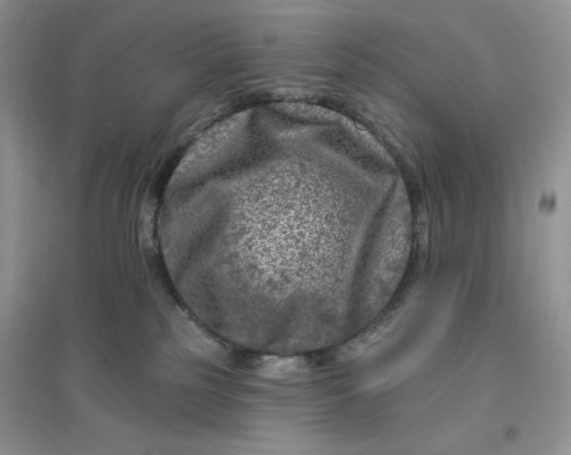 X0000096170185200802081419