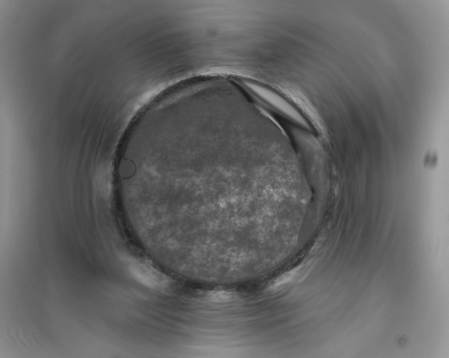 X0000096170204200802081419