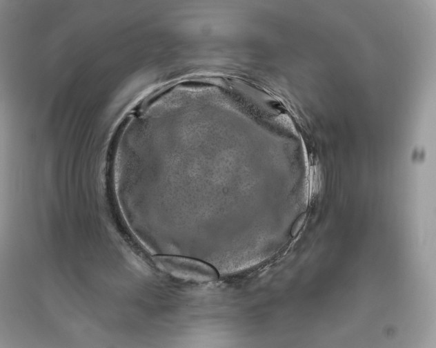 X0000096170243200802081417