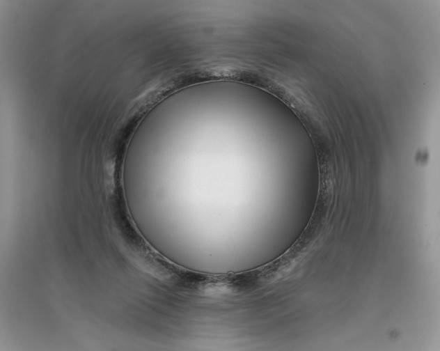 X0000096170262200802081418