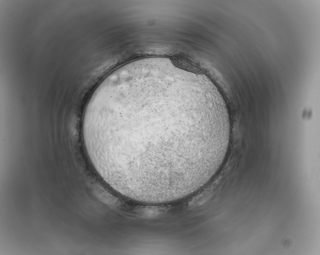 X0000096170305200802081417