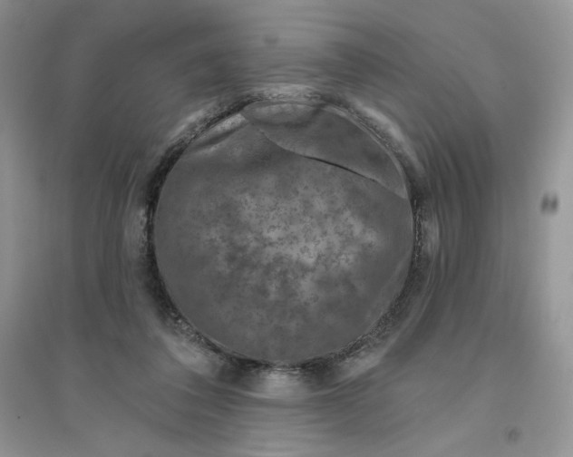 X0000096170308200802081417