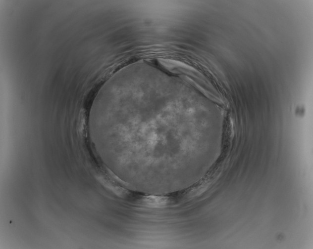 X0000096170328200802081417