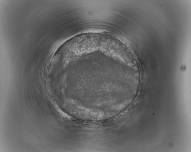 X0000096170337200802081416