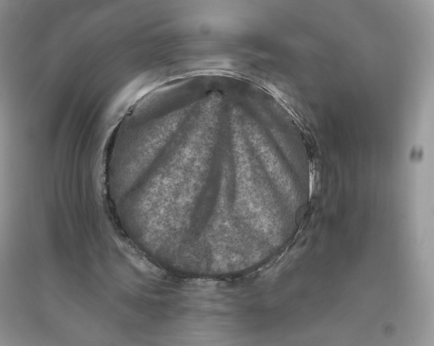 X0000096170339200802081416