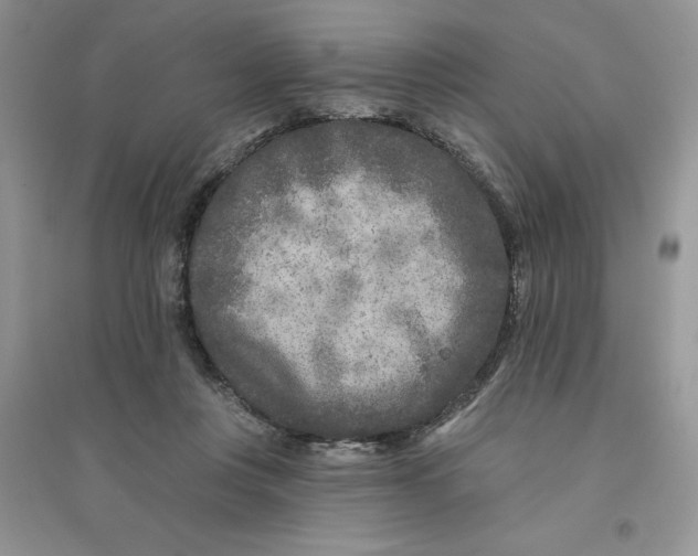 X0000096170359200802081416