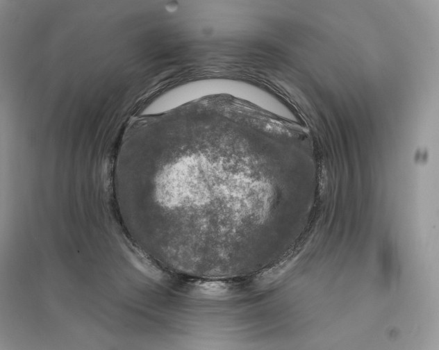 X0000096170409200802081416