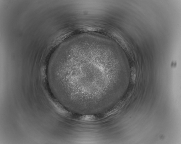 X0000096170410200802081416