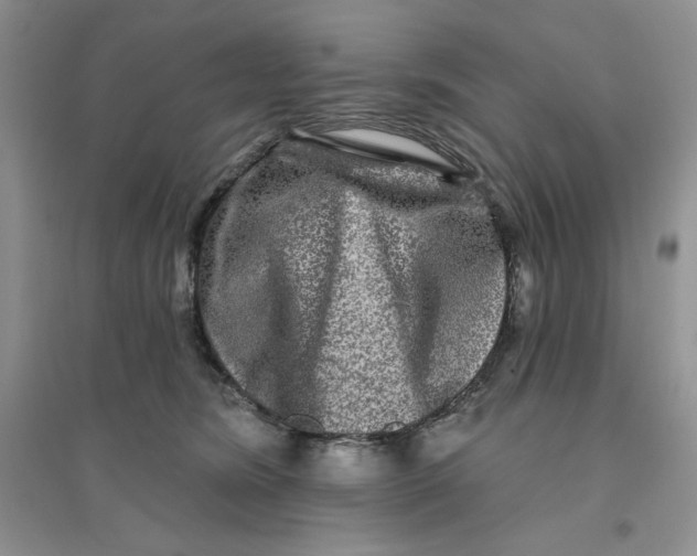 X0000096170420200802081416