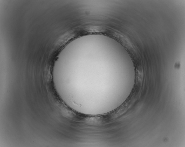 X0000096170422200802081416