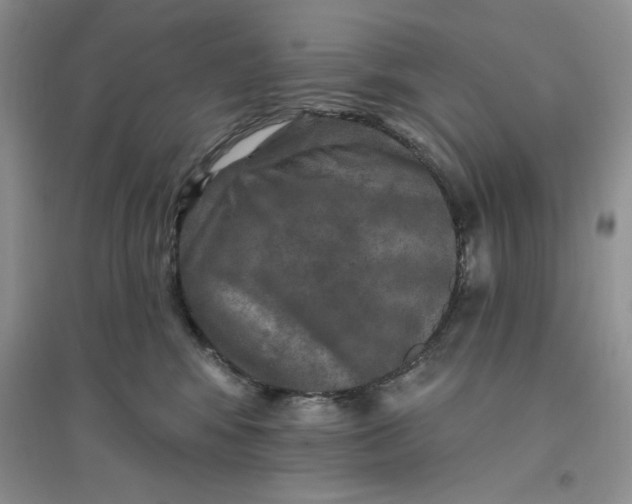 X0000096170424200802081416