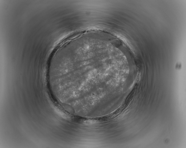 X0000096170444200802081415