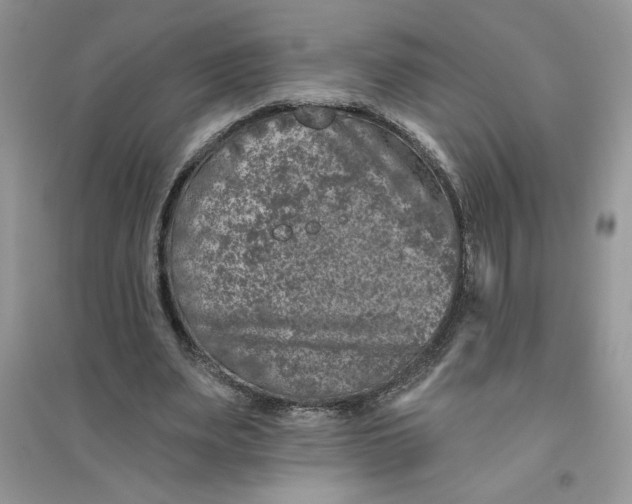 X0000096170487200802081414