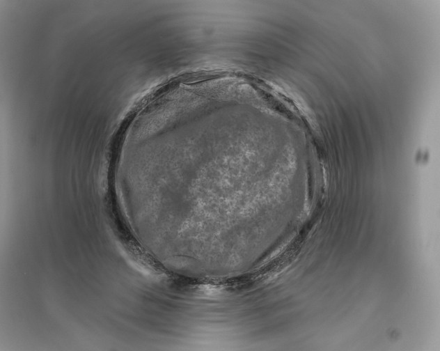 X0000096170496200802081414