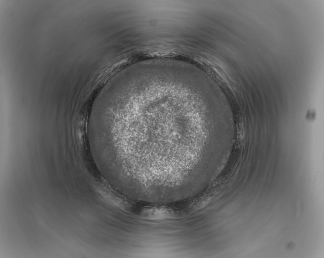 X0000096170503200802081414