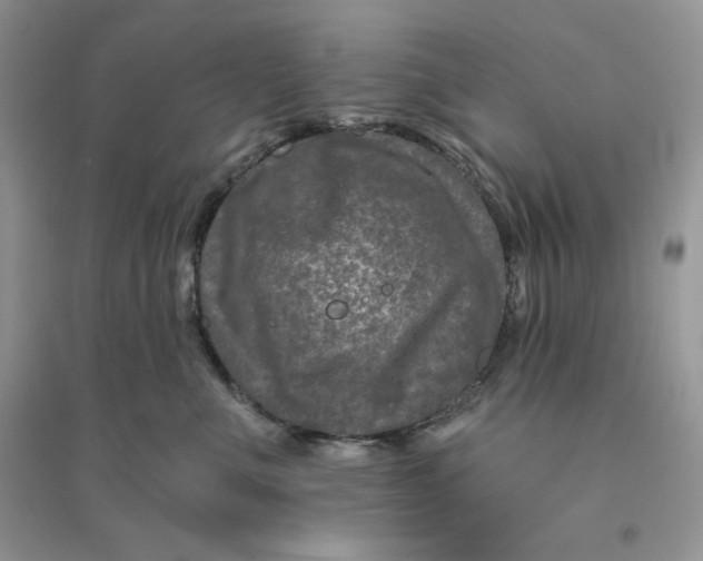 X0000096170523200802081414