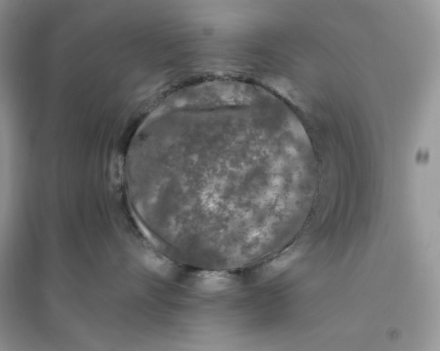 X0000096170528200802081414